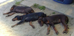 Audrey, Alison und Alcatraz vom Eichkamp